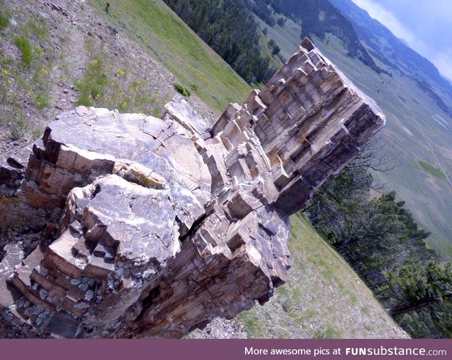 50 million year old "tree" in Yellowstone