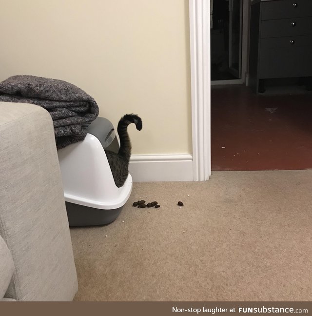 Cat using a litter box