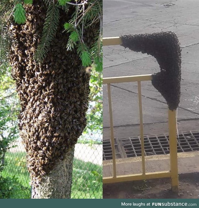 Bees