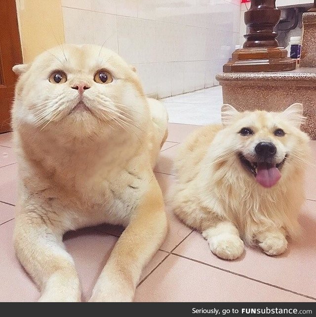 Faceswapped dog and cat