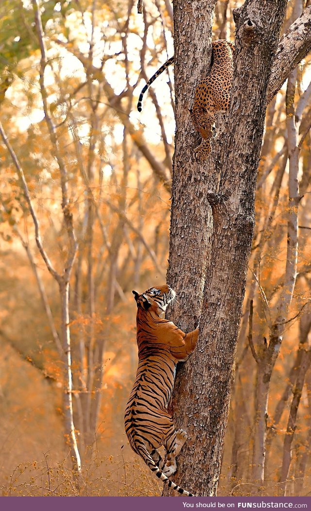 A Tiger trying to catch a Leopard in a tree