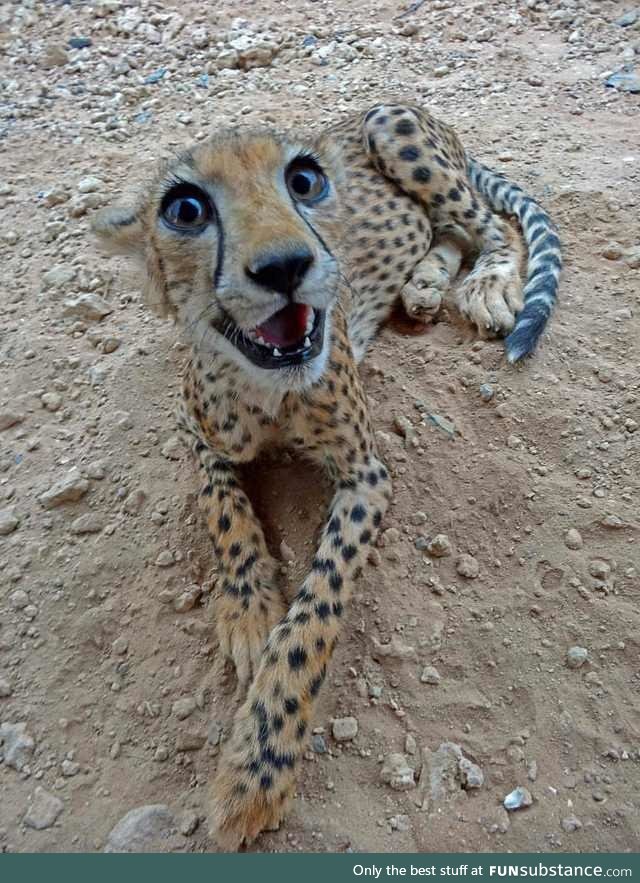 "yaaaayyy... you're back hooman!"