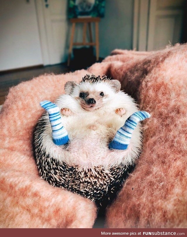 Cozy feet’s