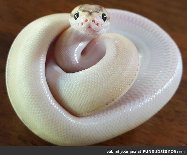 snek :3