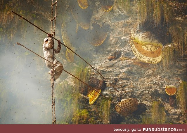 Honey hunter collecting wild Himalayan honey, Kaski region, Nepal