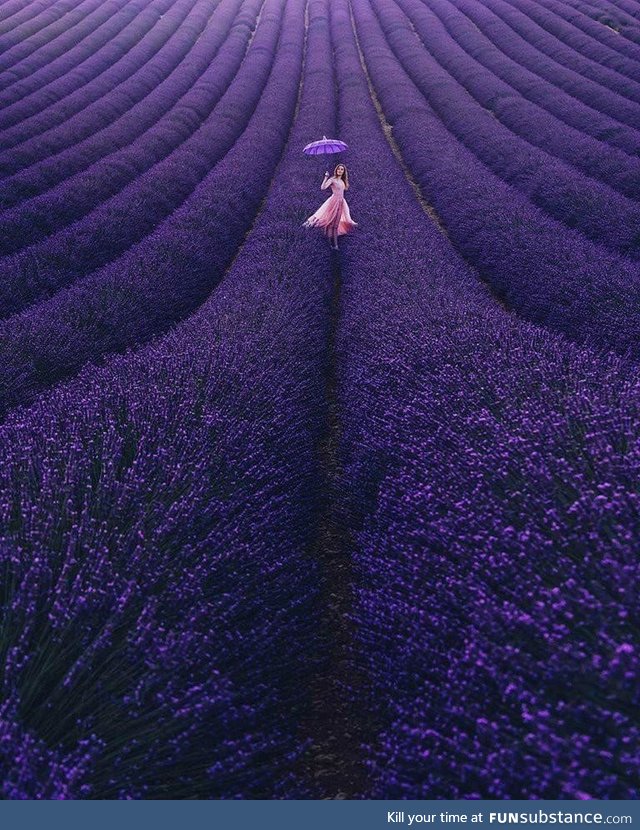 Lavender Bloom in France