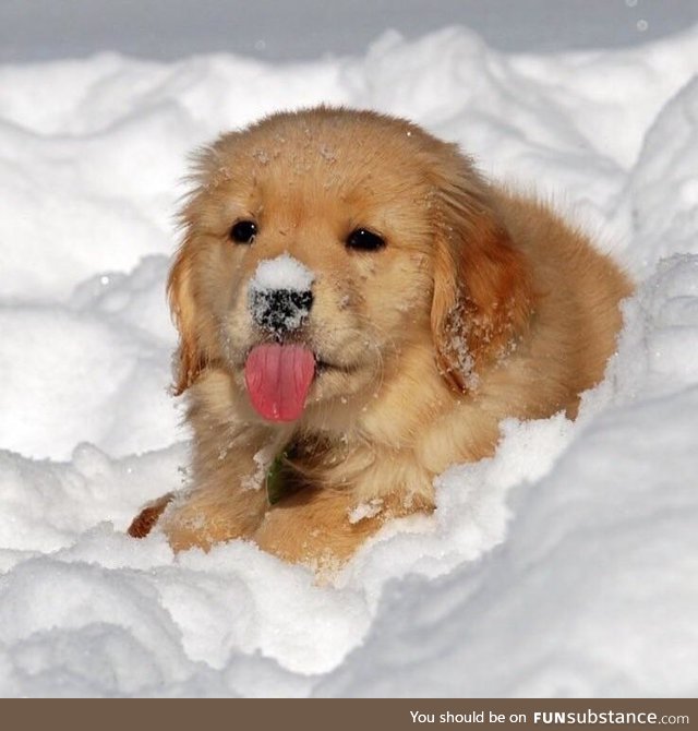 snow boop :)..