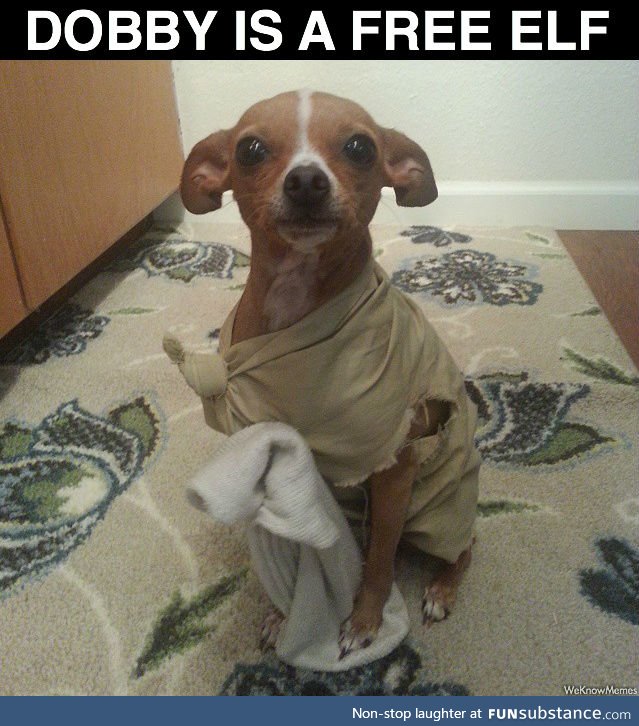 DOBBY IS FREE