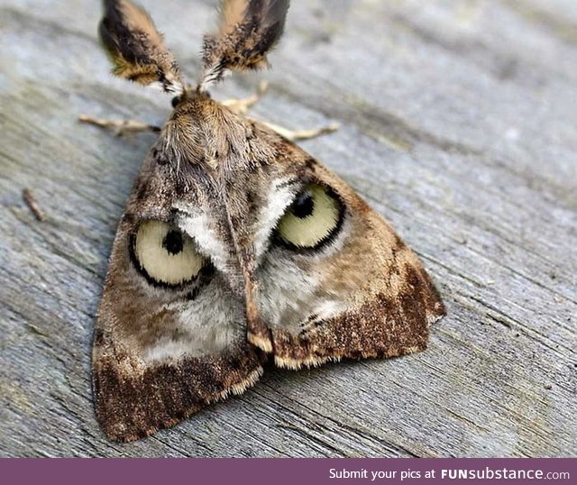 This moth looks like an owls face