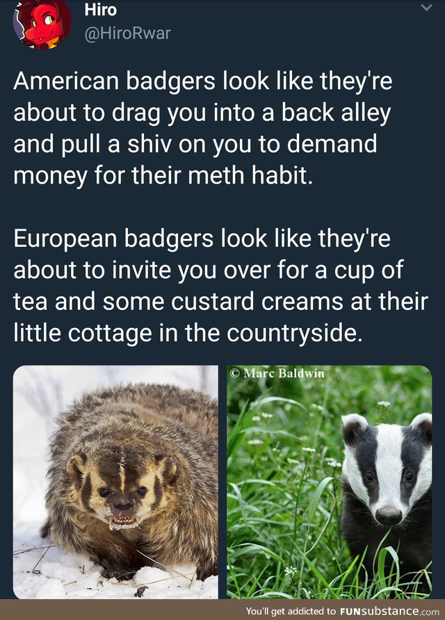 The cultural difference between domestic and foreign badgers