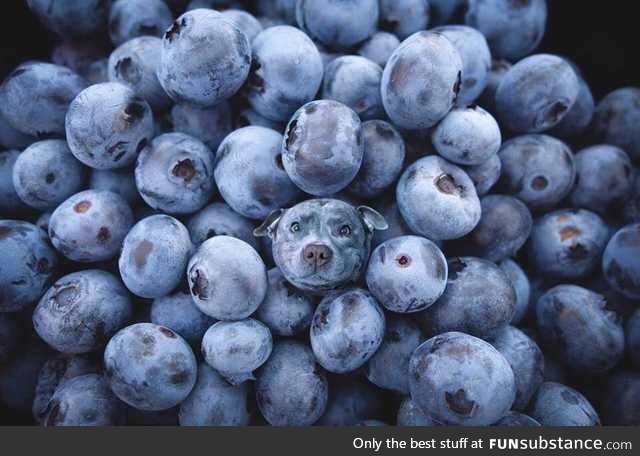 Blueberries!