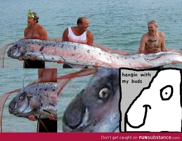 Happy giant oarfish