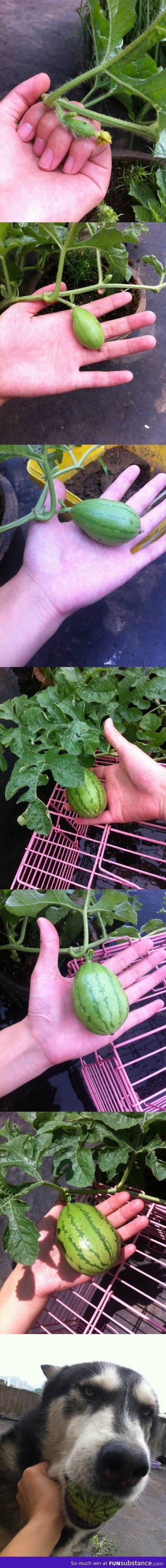 First time to plant a watermelon