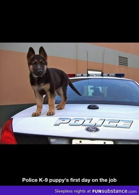 K-9 puppy