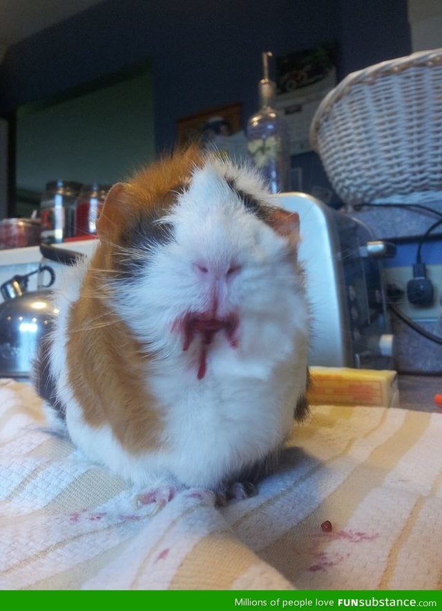 What happens when you give a guinea pig a cherry? He turns into satan