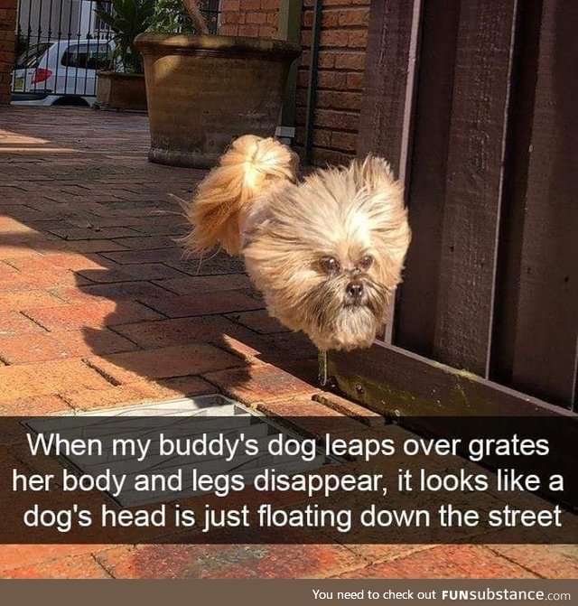 Flying dog