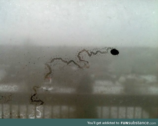 Ladybug tracks on a moist window