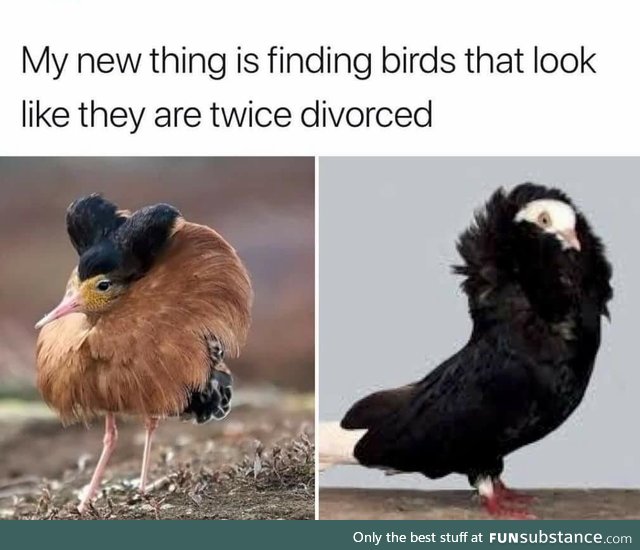 Fancy fowl