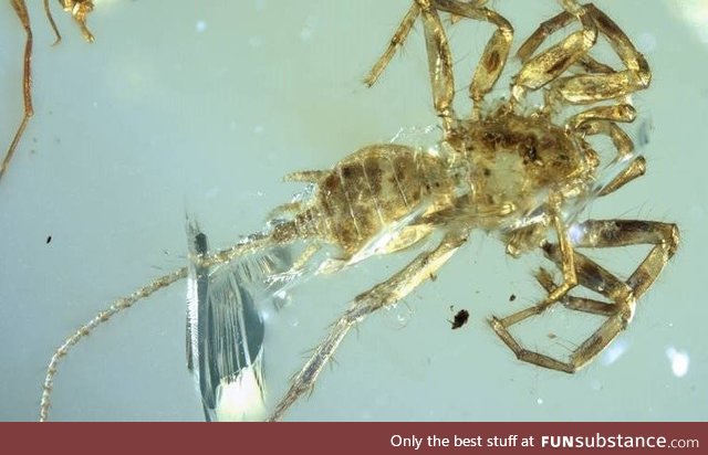 A 100-million-year-old spider with a tail is discovered in Myanmar trapped in amber