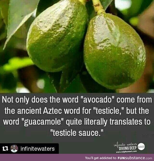 Avocado means testicles