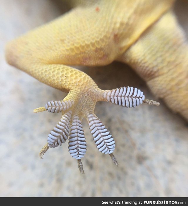 Gecko feet