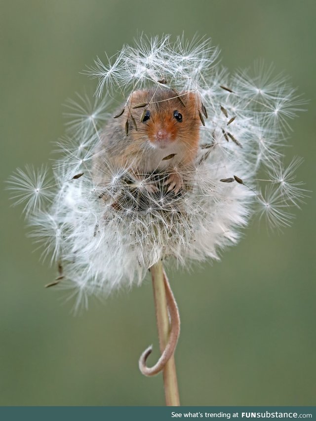 Harvest mouse