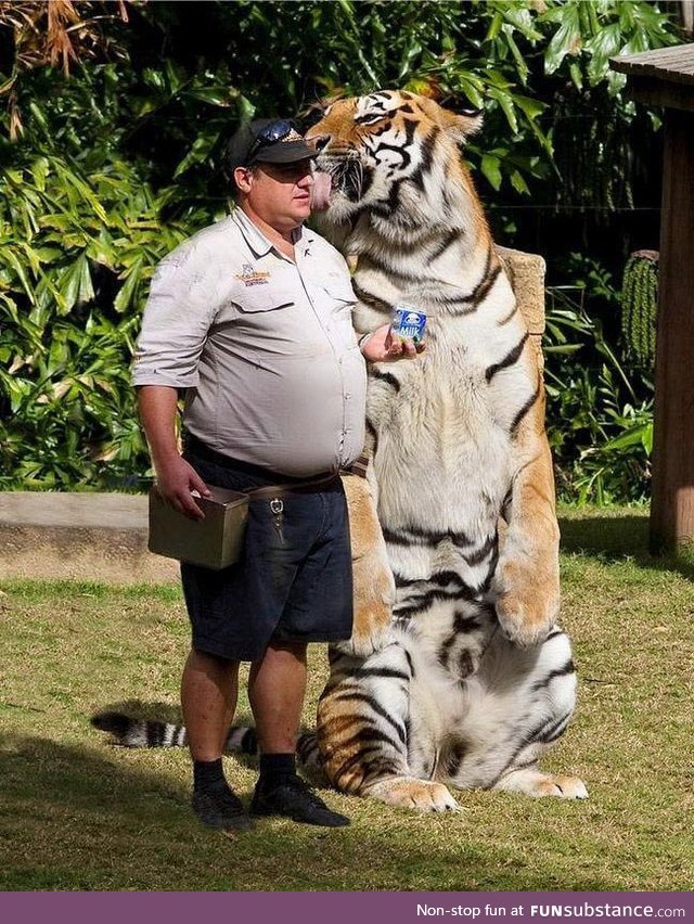 Big cat