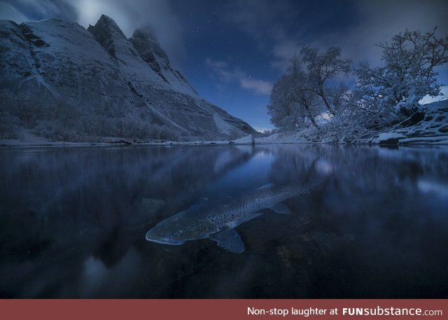 Polar Trout by Audun Rikardsen