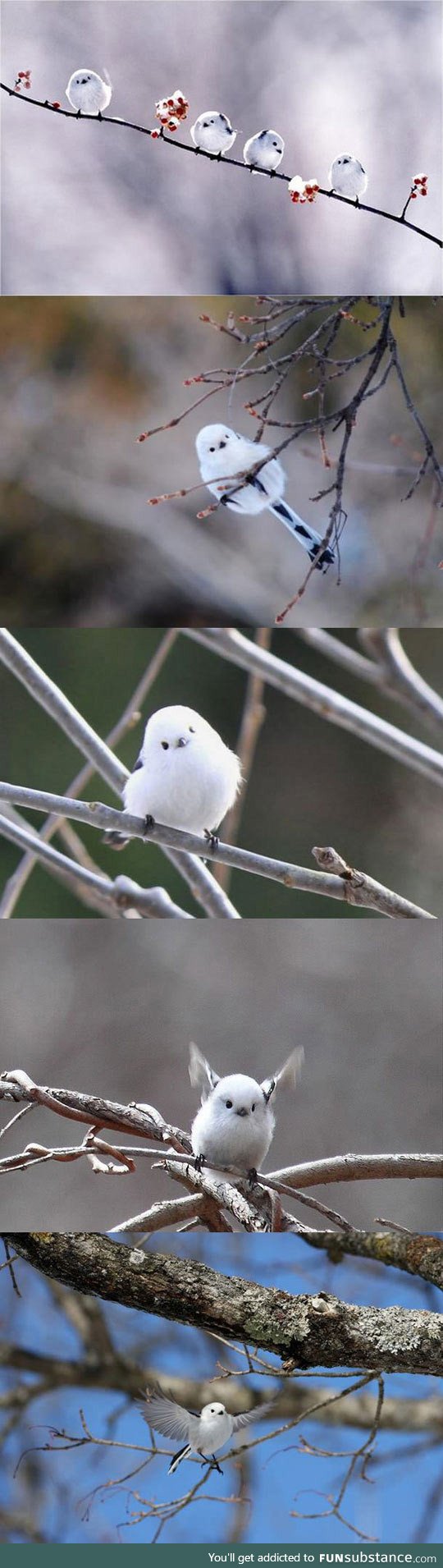 Fluffiest bird ever