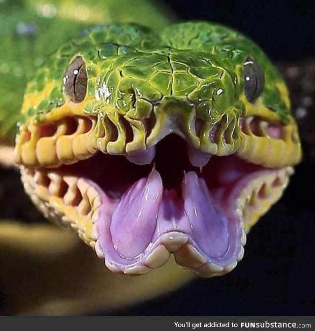 The emerald tree boa