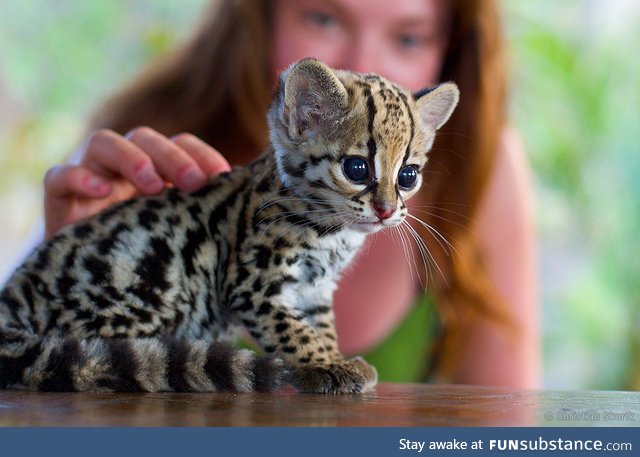 Baby Ocelot