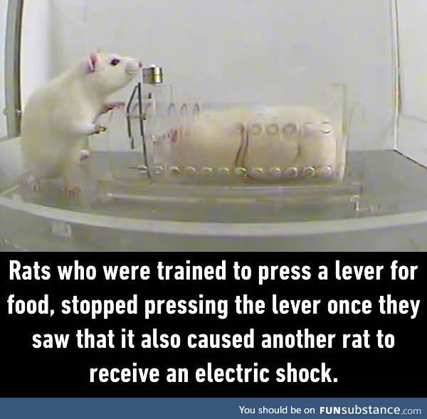 When rats are more human than humans