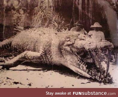 The biggest croc ever found, at 8.6m (28ft). Shot by a hunter in Queensland, Australia in