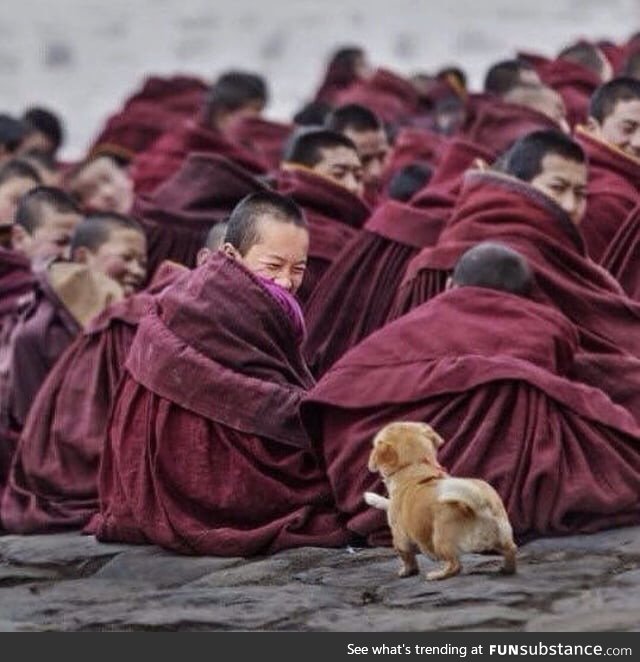 Monk smiling when he sees a curious puppy