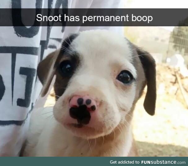 Permanent boop