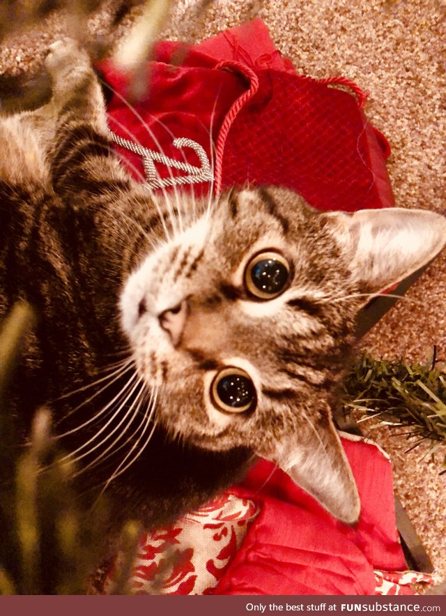 Kitty Christmas Photo