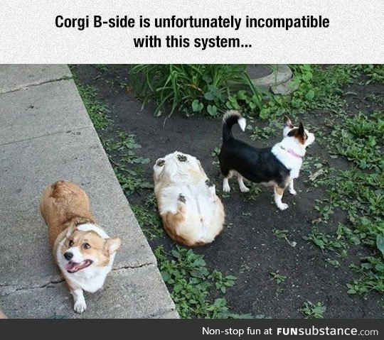 Corgi has stopped working