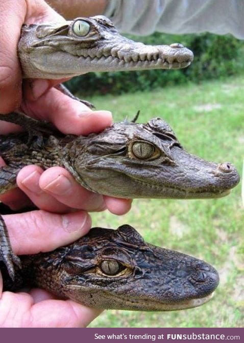 The differences between a crocodile, a caiman, and an alligator