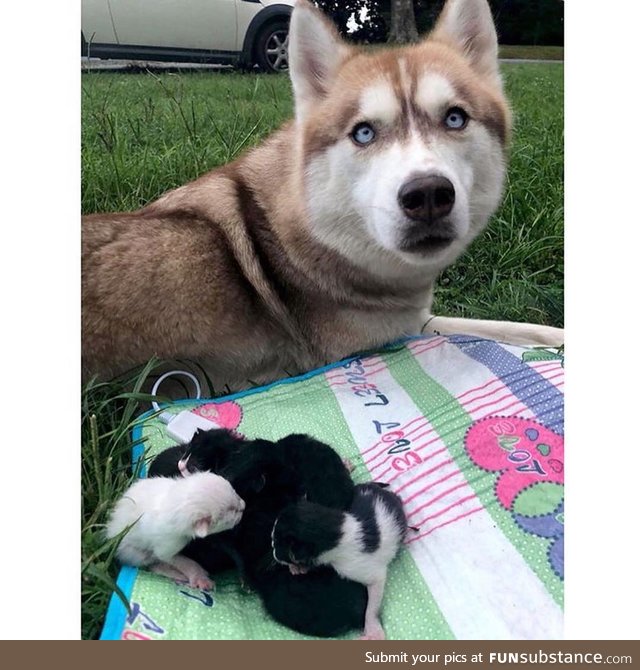 Dose of cheer: husky found kittens, adopts them