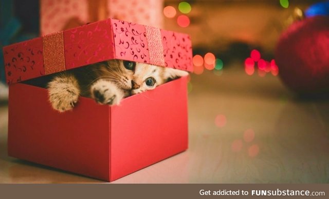 Christmas Kitten