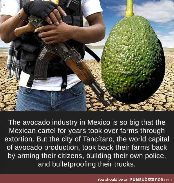 Avocado for the people