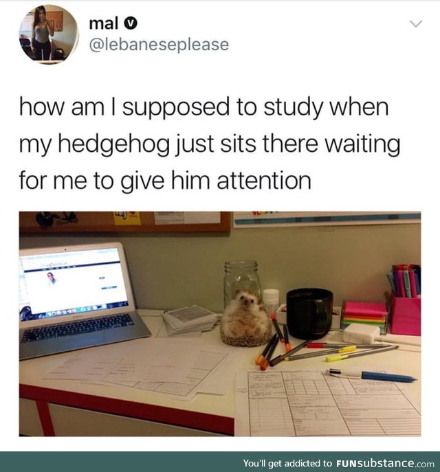 Who else studies with a hedgehog?