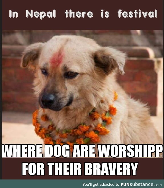 We celebrate dogs festival too