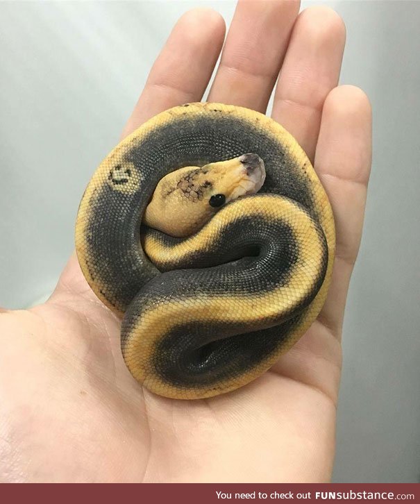 Smiley face ball python