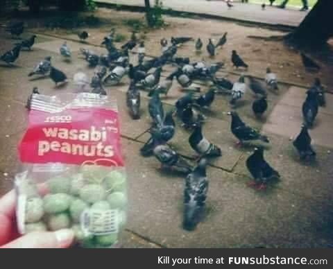 Feeding pigeons