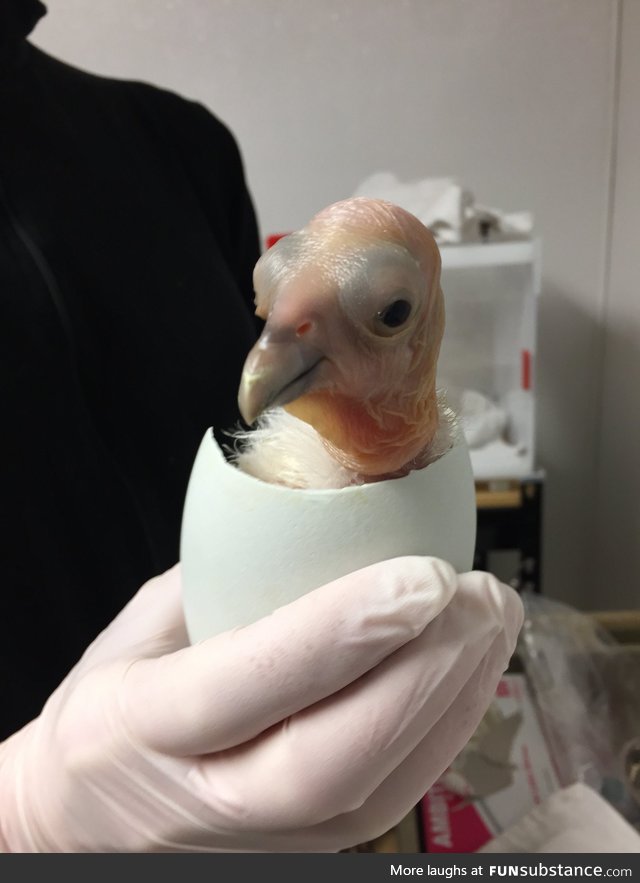 California condor chick hatched at the Oregon Zoo