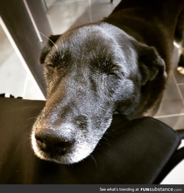 My old doggo survived cancer today!