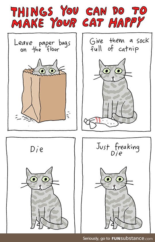 Things you can do to make your cat happy