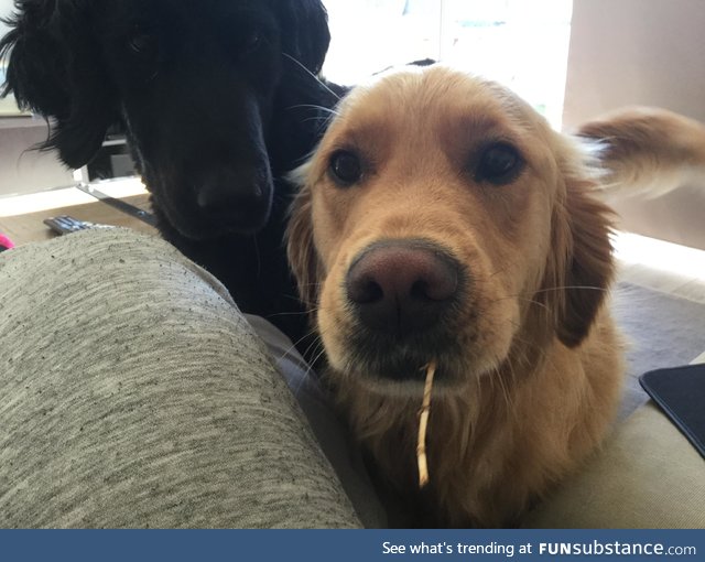 He's not allowed to bring toys inside, so he found the world's tiniest stick to entice me