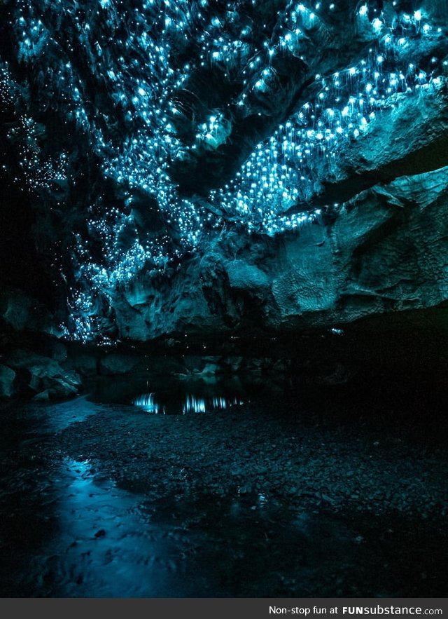 A New Zealand Cave Lit Solely by Glow Worms